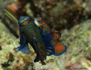 Mandarin fish love.... They were quite shy this evening. ... by Cari Duffin 